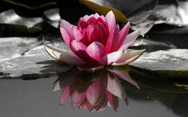 Pink flower floating pond lily #8 free wallpaper for desktop - medium preview image