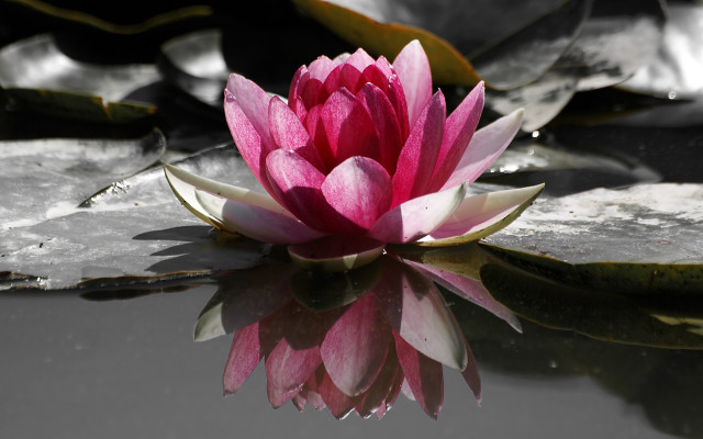 Pink flower floating pond lily #11 free wallpaper for desktop - medium preview image