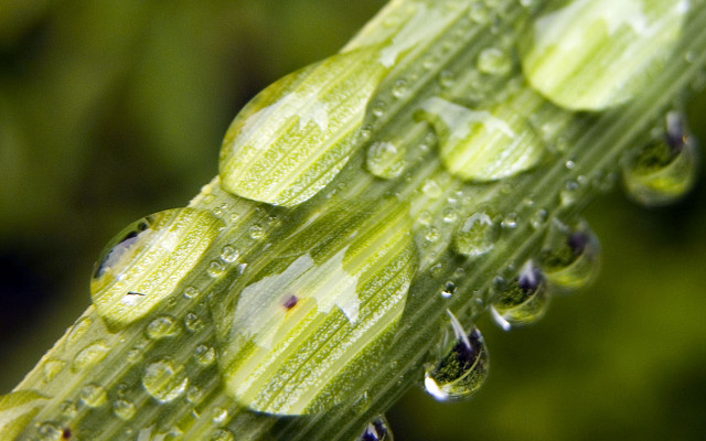 Green plant water droplets macro #21 free wallpaper for desktop - medium preview image