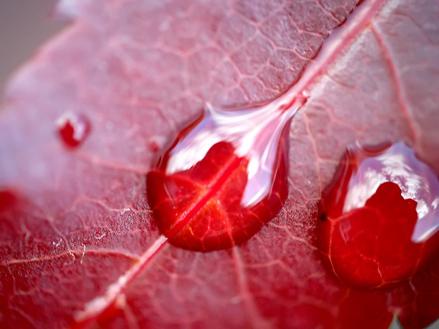 Red leaf water drops nature free wallpaper for desktop - medium preview image