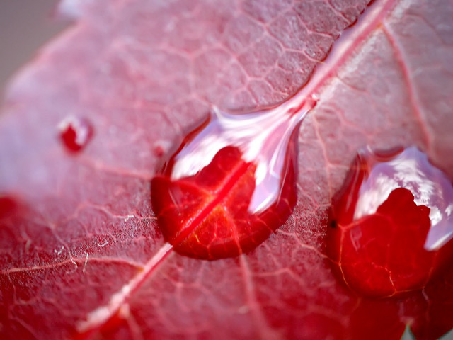 Red leaf water drops nature #5 free wallpaper for desktop - medium preview image