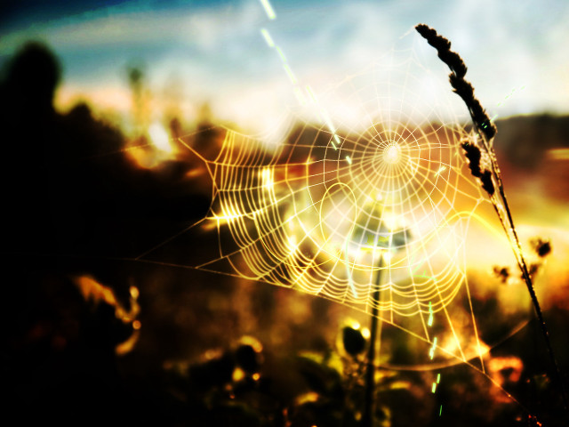 Spider web grass sunset blurry free wallpaper for desktop - medium preview image