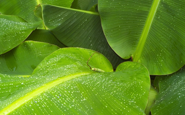 Green leaf water droplets bug free wallpaper for desktop - medium preview image