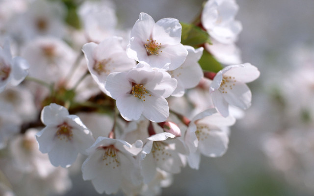 White flowers water droplets macro free wallpaper for desktop - medium preview image