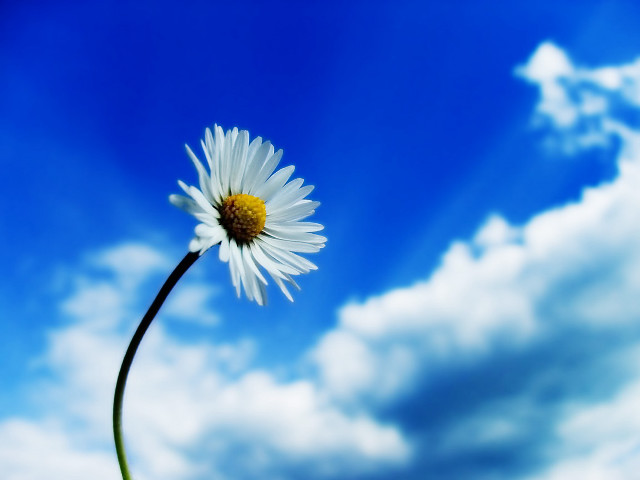 Daisy blue sky clouds foreground #10 free wallpaper for desktop - medium preview image