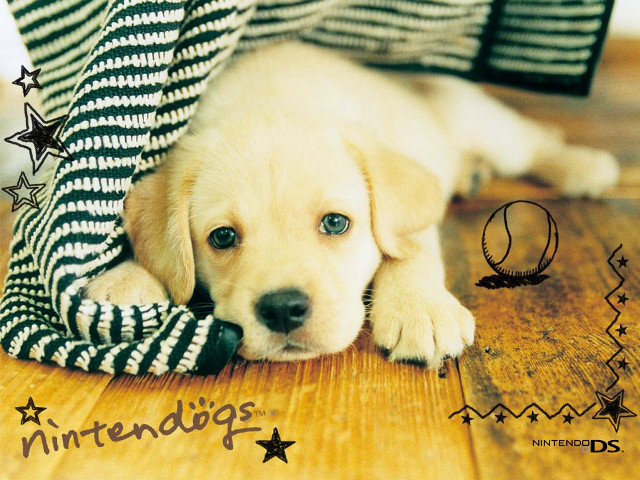 Puppy laying blanket floor head free wallpaper for desktop - medium preview image