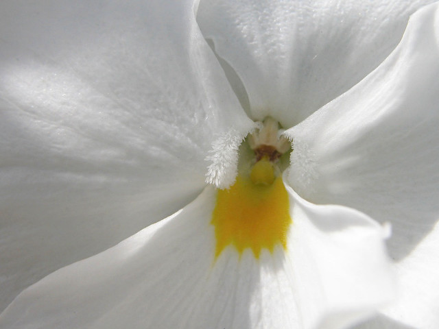 Close up white flower yellow free wallpaper for desktop - medium preview image