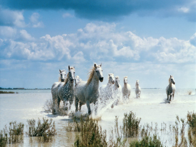 Horses running water cloudy day #3 free wallpaper for desktop - medium preview image