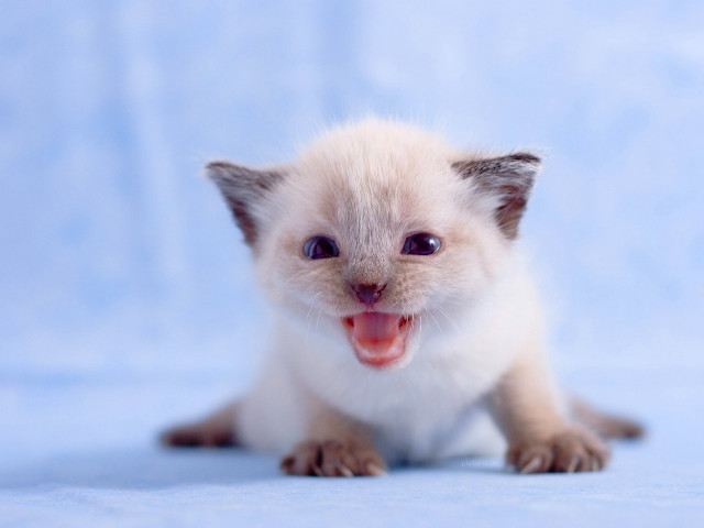 Small kitten mouth open tongue #2 free wallpaper for desktop - medium preview image
