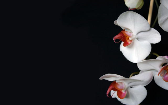 White flowers red centers black free wallpaper for desktop - medium preview image