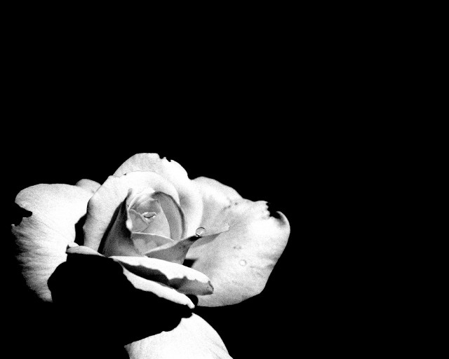Black white rose dark background #2 free wallpaper for desktop - medium preview image