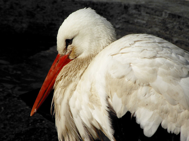 White bird red beak spread free wallpaper for desktop - medium preview image