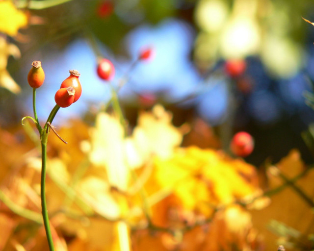 Plant berries stem leaves autumn free wallpaper for desktop - medium preview image