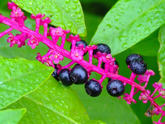 Close up plant berries stem #2 free wallpaper for desktop - medium preview image
