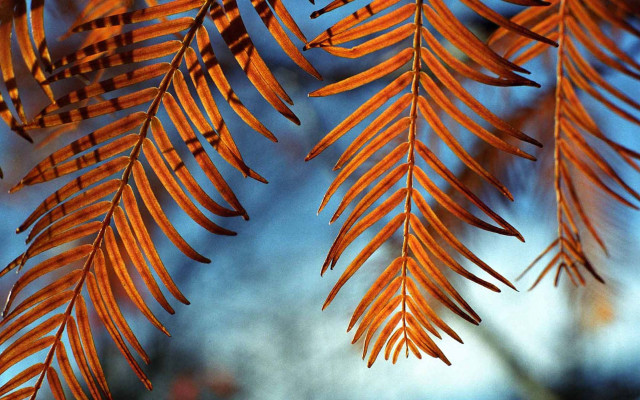Tree branch orange leaves blue #3 free wallpaper for desktop - medium preview image