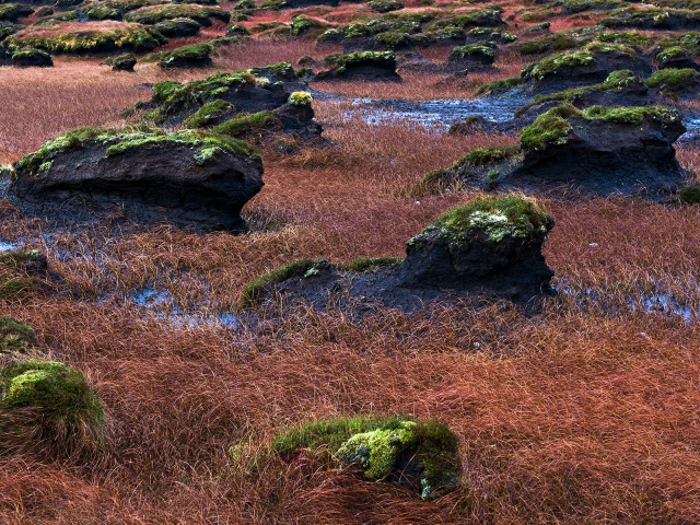 Field rocks grass mossy plants #6 free wallpaper for desktop - medium preview image
