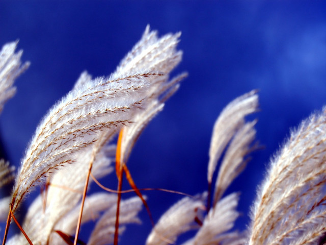 White flowers blue sky clouds #2 free wallpaper for desktop - medium preview image
