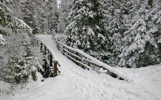 Skiing over bridge snow trees free wallpaper for desktop - medium preview image