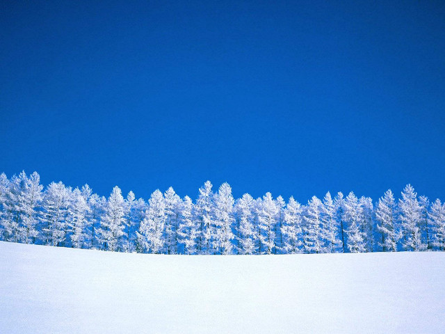 Snowboarder snowy hill trees background free wallpaper for desktop - medium preview image