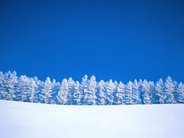 Snowboarder snowy hill trees blue #2 free wallpaper for desktop - medium preview image