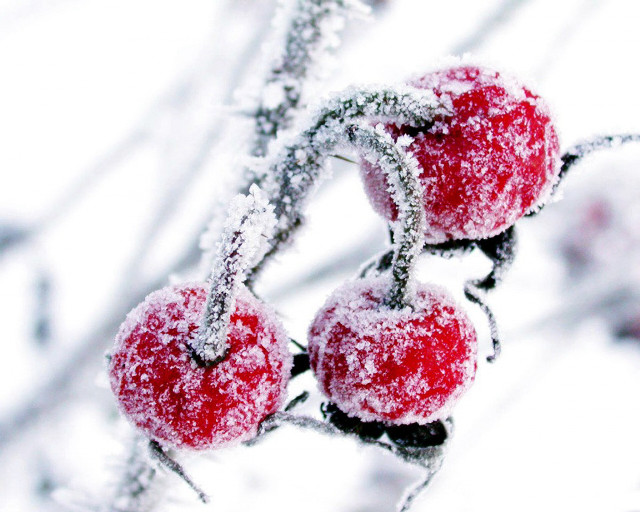 Red apples snow branch leaves #3 free wallpaper for desktop - medium preview image