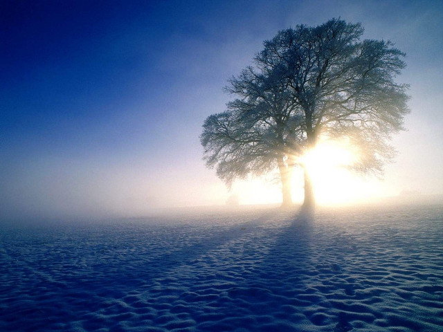 Lone tree snowy field sun #3 free wallpaper for desktop - medium preview image