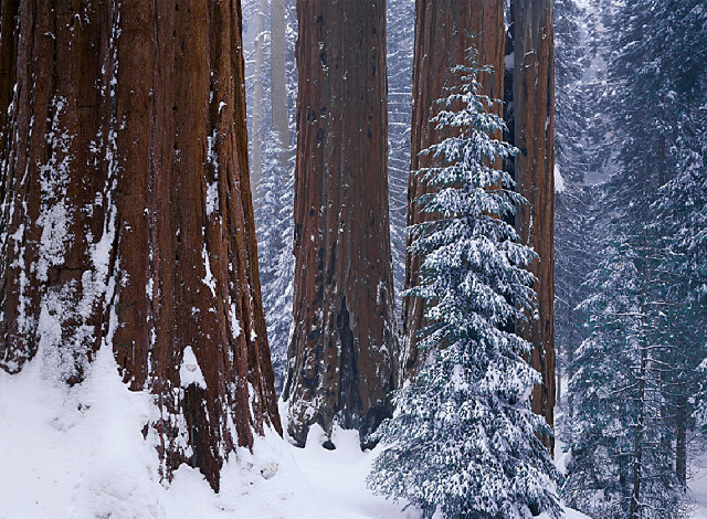 Skiing snow forest trees winter free wallpaper for desktop - medium preview image