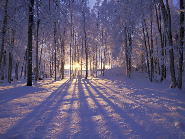 Snowy path forest sunshine trees free wallpaper for desktop - medium preview image