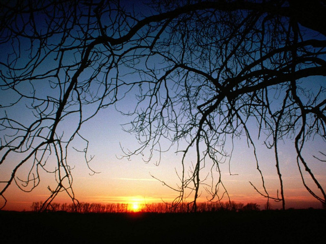 Sunset tree branches field sky free wallpaper for desktop - medium preview image
