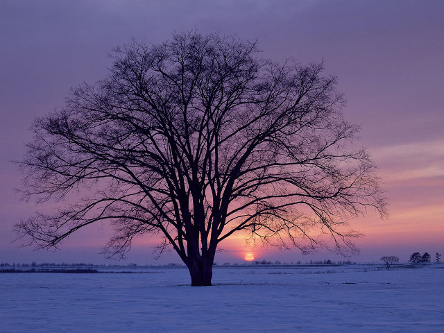 Tree snowy field sunset purple free wallpaper for desktop - medium preview image