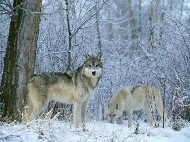 Two wolves snow tree woods #5 free wallpaper for desktop - medium preview image