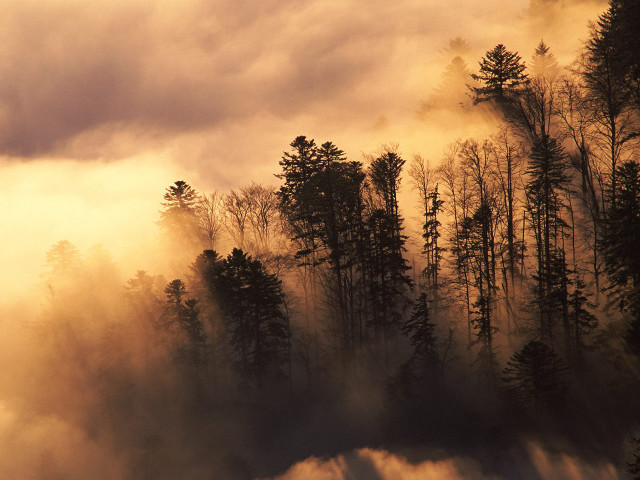 Forest fog trees cloudy sunset #2 free wallpaper for desktop - medium preview image