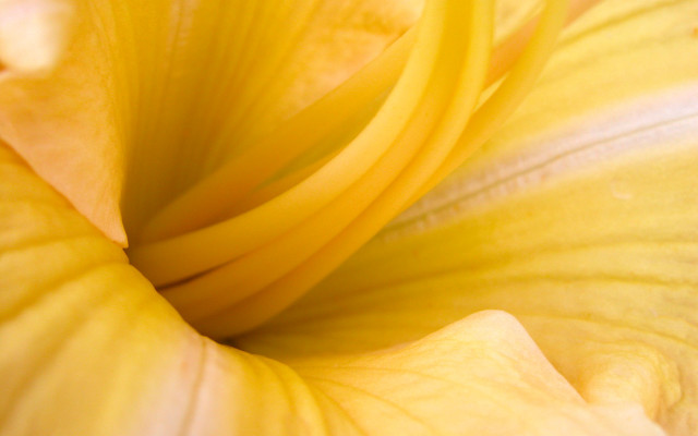 Yellow flower closeup white center free wallpaper for desktop - medium preview image