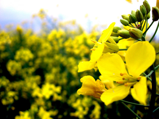 Yellow flower field bokeh macro #4 free wallpaper for desktop - medium preview image