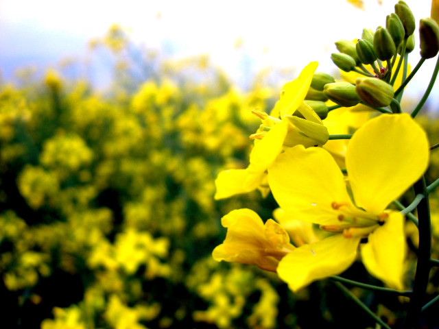 Yellow flower field bokeh macro #2 free wallpaper for desktop - medium preview image