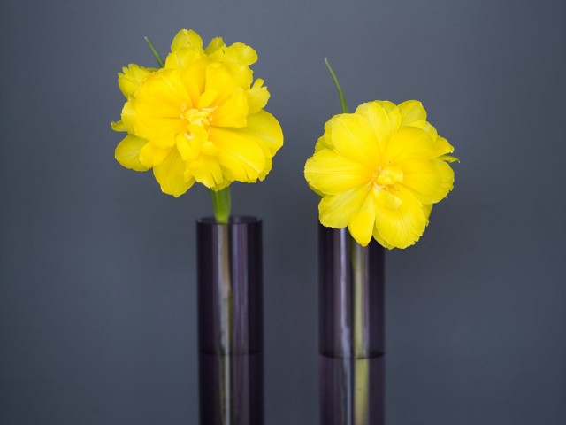 Two vases yellow flowers table free wallpaper for desktop - medium preview image