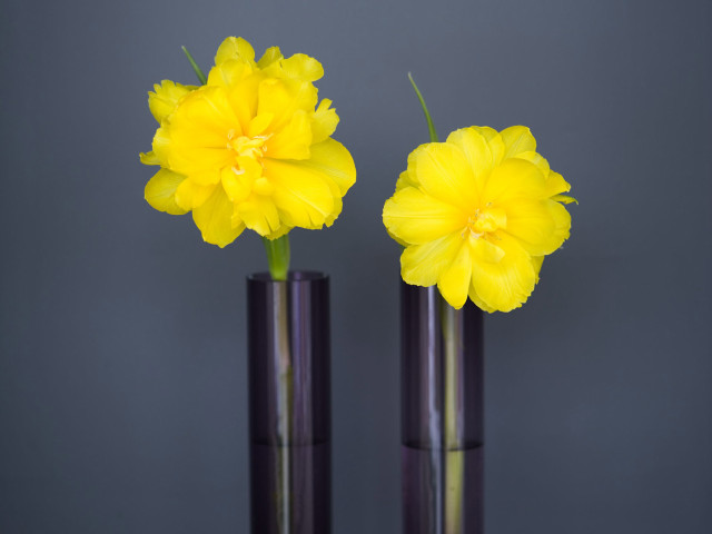 Two vases yellow flowers table #4 free wallpaper for desktop - medium preview image