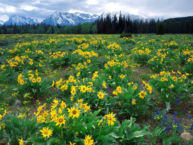 Wildflowers field mountains background distance #3 free wallpaper for desktop - medium preview image