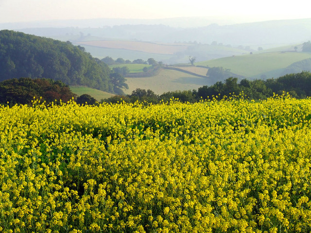 Yellow flowers hills foggy sky free wallpaper for desktop - medium preview image