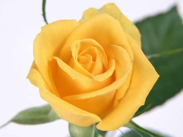 Yellow rose green leaves white #4 free wallpaper for desktop - medium preview image