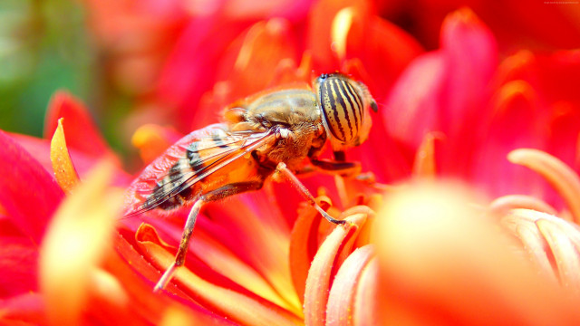 Bee flower wings spread looking free wallpaper for desktop - medium preview image