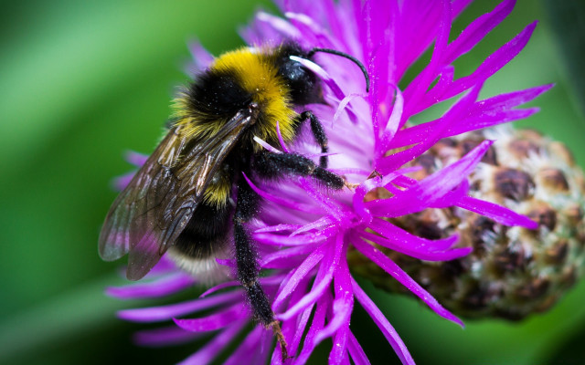 Bee purple flower green background free wallpaper for desktop - medium preview image