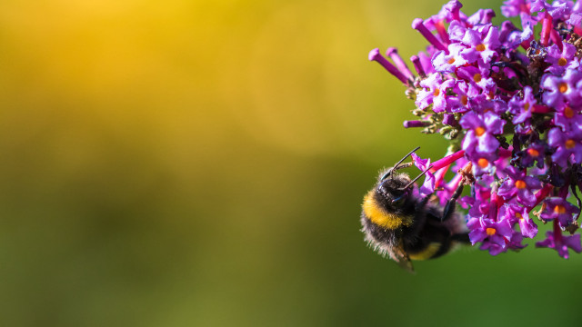 Bee purple flower blurry background free wallpaper for desktop - medium preview image