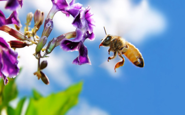 Bee flying purple flower blue free wallpaper for desktop - medium preview image