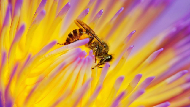 Bee sitting flower purple yellow free wallpaper for desktop - medium preview image
