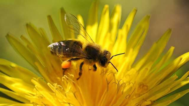 Bee yellow flower red spot free wallpaper for desktop - medium preview image