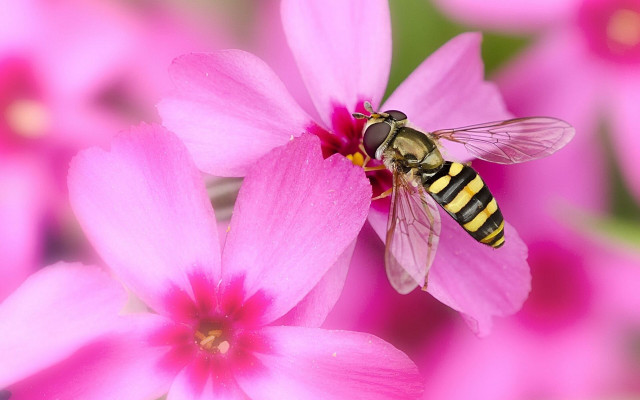 Bee pink flower green background #3 free wallpaper for desktop - medium preview image