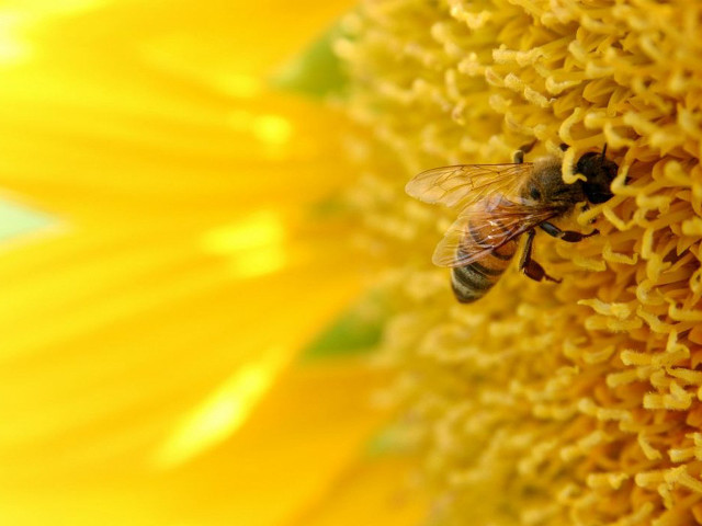 Bee sunflower center blurry background free wallpaper for desktop - medium preview image
