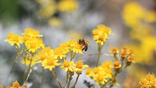 Bee flying yellow flowers field free wallpaper for desktop - medium preview image
