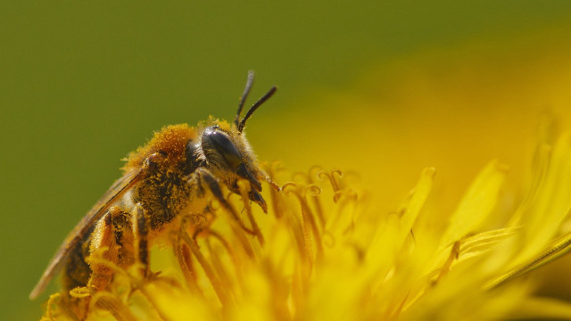 Bee yellow flower green background #2 free wallpaper for desktop - medium preview image
